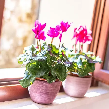 Domu Ala - Bynos Homes Baunei